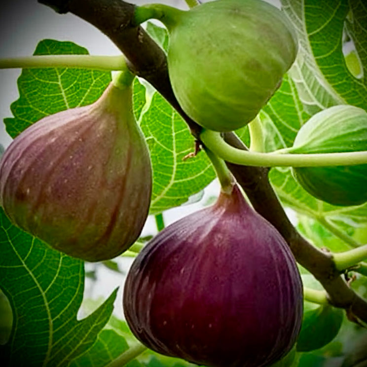 Fresh figs – 250gr